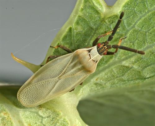 Catoplatus carthusianus