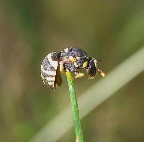 Celonites abbreviatus