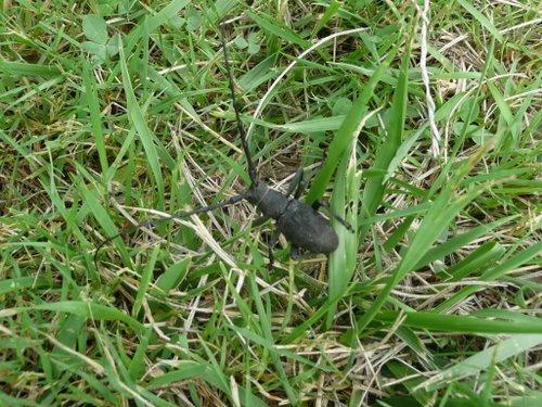 Morimus asper