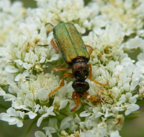 Réf. 46 122 : Cerocoma schaefferi