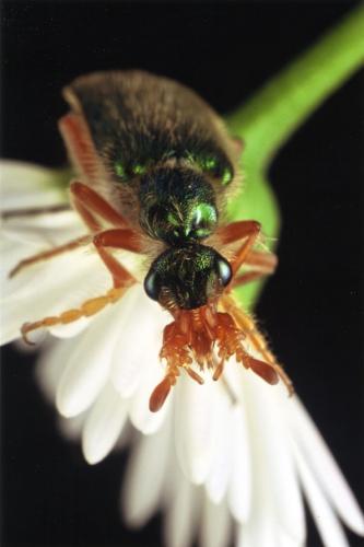 Réf. 46 187 : Cerocoma schaefferi