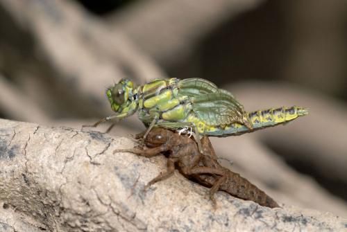 Réf. 46 771 : Gomphus graslinii