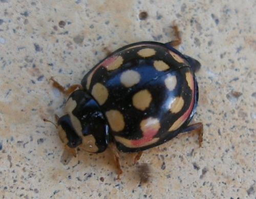 Réf. 46 976 : Cheilomenes sulphurea