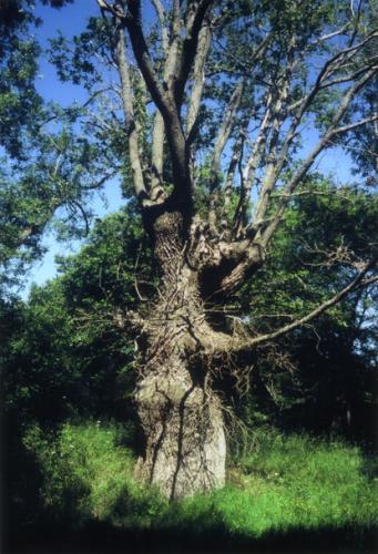 Elater ferrugineus