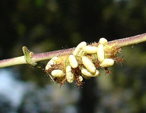 Limenitis reducta