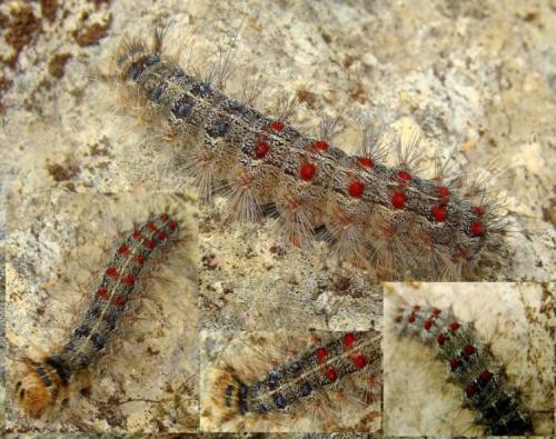 Lymantria dispar