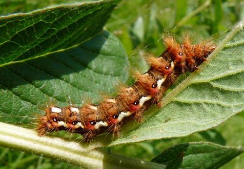 Acronicta rumicis