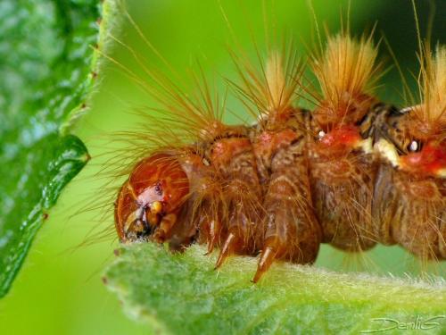 Acronicta rumicis