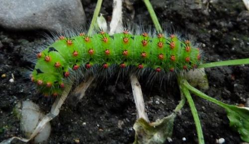 Saturnia pavonia