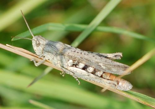 Chorthippus sp.