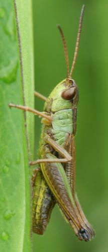 Pseudochorthippus sp.