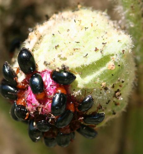 Réf. 46 267 : Podagrica sp.