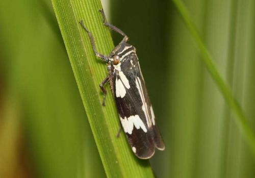 Aglena ornata