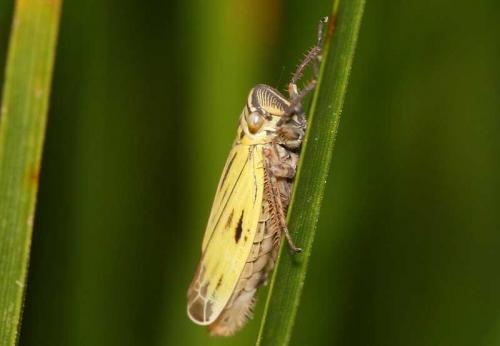Aglena ornata
