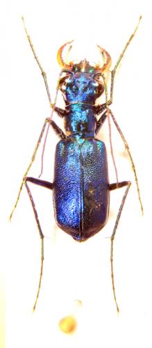 Réf. 46 978 : Cratohaerea brunet