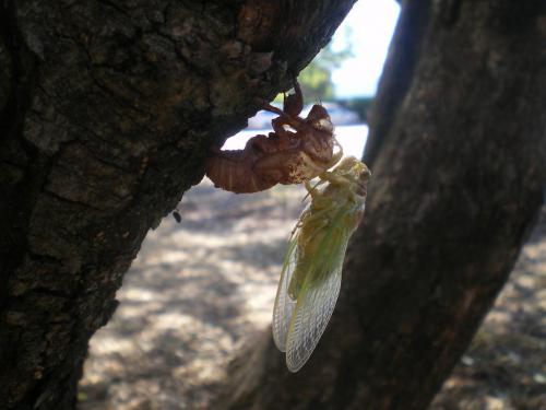 Lyristes plebejus