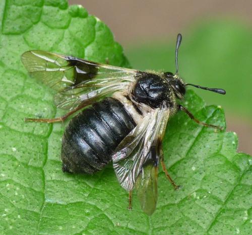 Abia fasciata