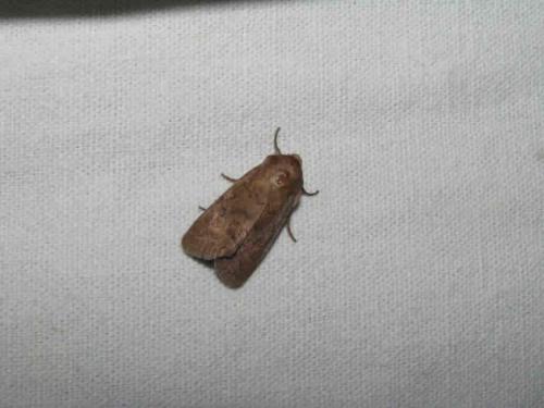 Hoplodrina octogenaria