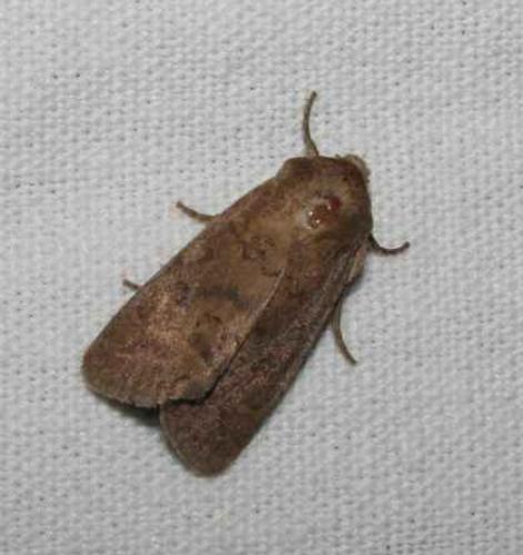 Réf. 46 161 : Hoplodrina octogenaria