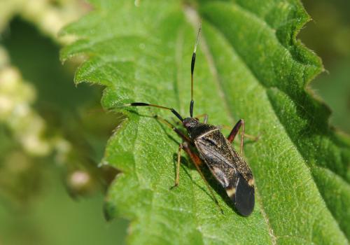 Closterotomus biclavatus