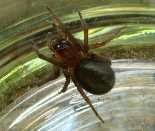 Amaurobius sp.