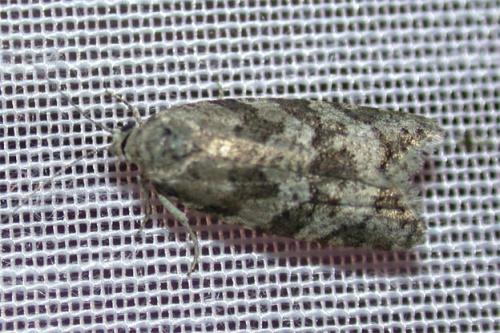 Réf. 46 168 : Cnephasia sp.