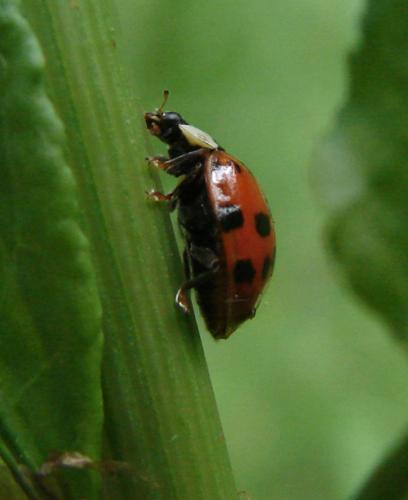 Harmonia axyridis