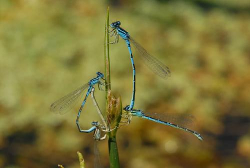 Réf. 46 011 : Coenagrion divers