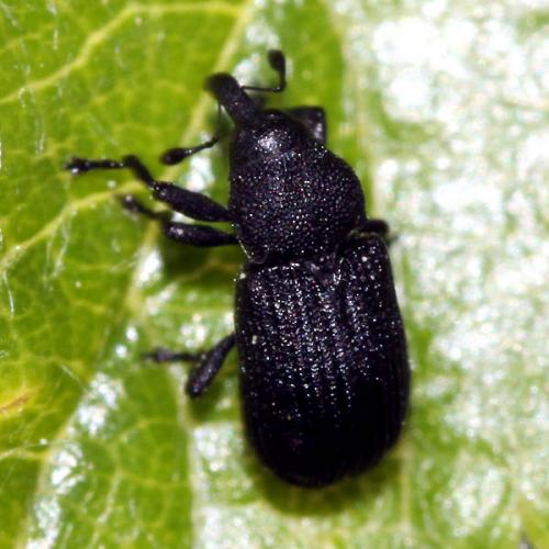 Magdalis cerasi