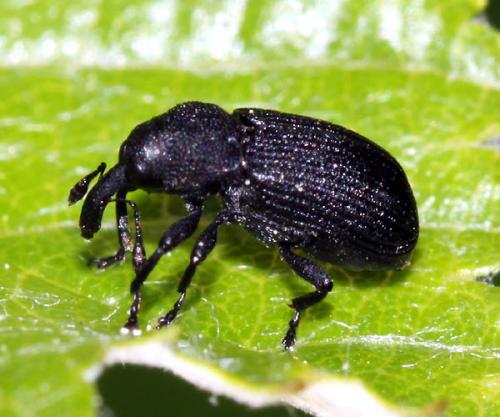 Magdalis cerasi