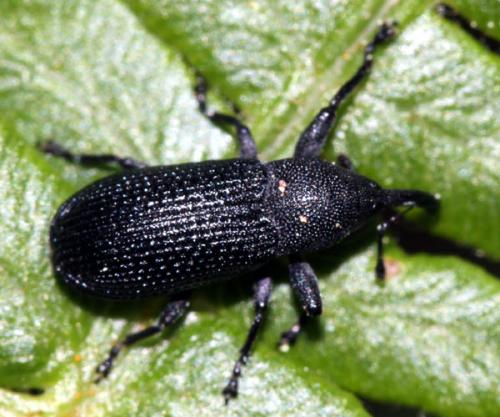 Magdalis memnonia