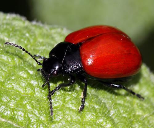 Réf. 46 724 : Chrysolina lucida