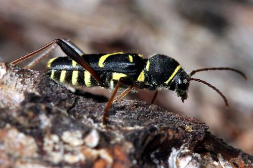 Clytus lama