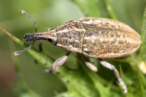 Réf. 46 596 : Larinus ursus
