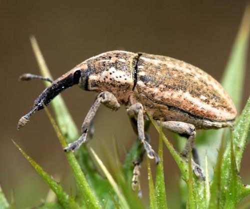Réf. 46 595 : Larinus ursus