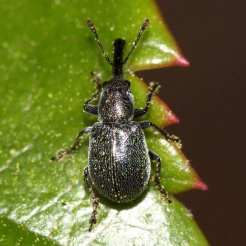 Réf. 46 998 : Mesauletobius pubescens