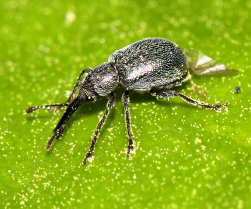 Mesauletobius pubescens
