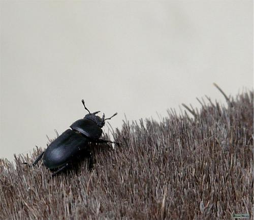 Réf. 46 303 : Dorcus parallelipipedus