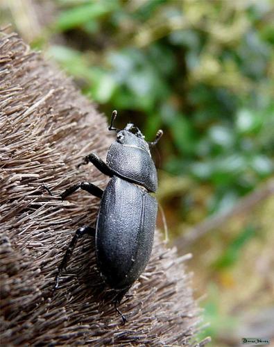 Réf. 46 304 : Dorcus parallelipipedus