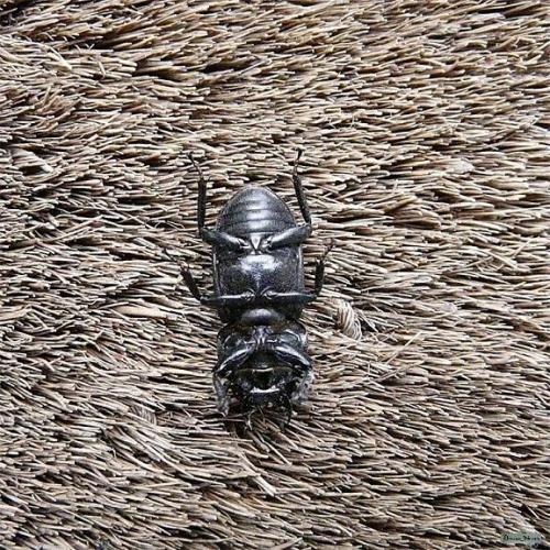 Réf. 46 305 : Dorcus parallelipipedus