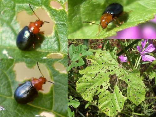 Réf. 46 479 : Podagrica sp.
