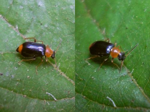 Réf. 46 483 : Ebaeus collaris
