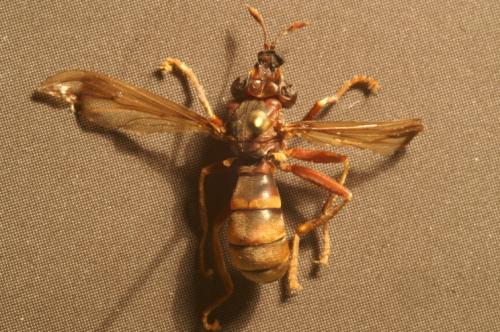 Conops vesicularis