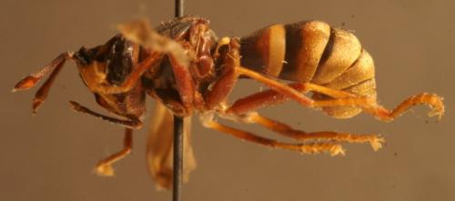 Conops vesicularis