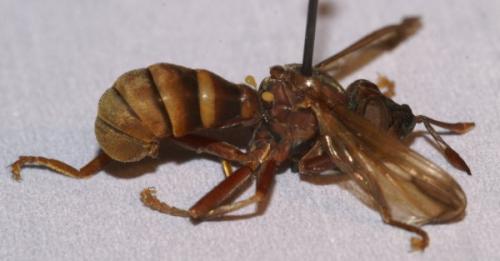 Réf. 46 475 : Conops vesicularis