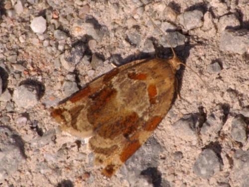 Réf. 46 105 : Archips xylosteana