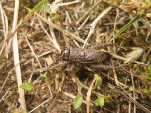 Eumodicogryllus bordigalensis bordigalensis