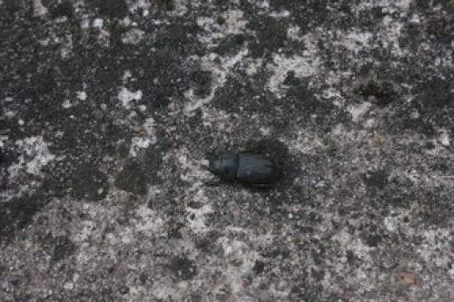 Réf. 46 729 : Dorcus parallelipipedus