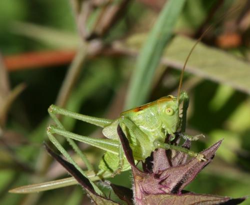 Tettigonia sp.