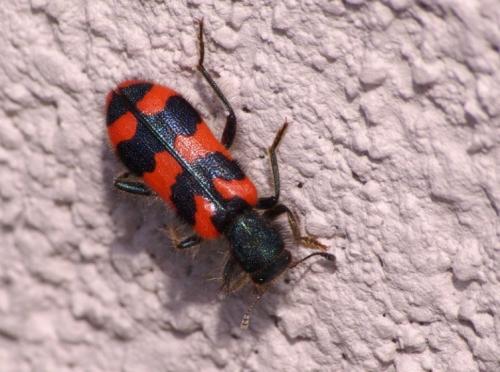 Réf. 46 504 : Trichodes alvearius